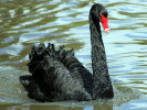 Black Swan (WWT Slimbridge August 2009) - pic by Nigel Key